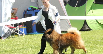 delphina pet sitter à FONTENAY ST PERE 78440_1