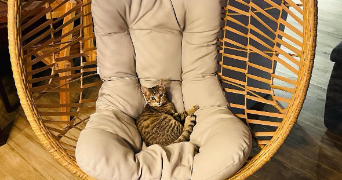 sloann pet sitter à THIAIS 94320_2