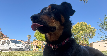 marine pet sitter à ST LOUIS DE MONTFERRAND 33440_1