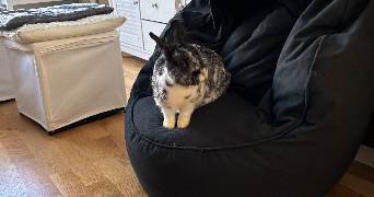 angélique pet sitter à ISSY LES MOULINEAUX 92130_1