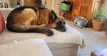 marion pet sitter à LISSES 91090_2
