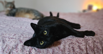 marion pet sitter à BLESMES 02400_2