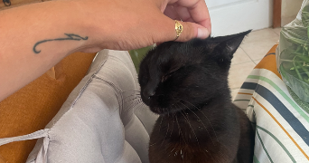 morgane pet sitter à VILLEFRANQUE 65700_6