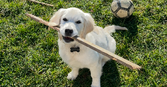 clemence pet sitter à MARSEILLE 08 13008_8