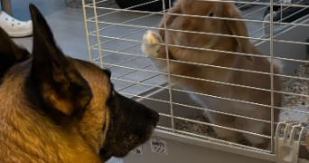 stanislas pet sitter à LE COTEAU 42120_7