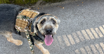 montana pet sitter à CORBERON 21250_9