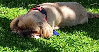 nadine pet sitter à GENECH 59242_2