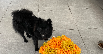 celine pet sitter à NISSAN LEZ ENSERUNE 34440_2