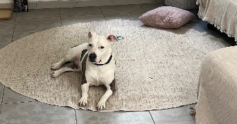 cecile pet sitter à CHAMPIGNY SUR MARNE 94500_8