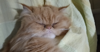 léna pet sitter à CORMERY 37320_5