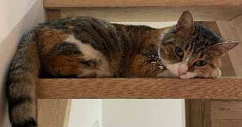 lise pet sitter à LYON 07 69007_1