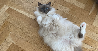 maud pet sitter à ST CYR L ECOLE 78210_3