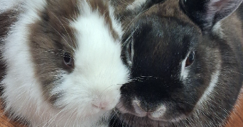 solène pet sitter à CHERBOURG EN COTENTIN 50470_7