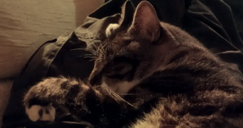 barthélémy pet sitter à VILLENEUVE D ASCQ 59493_1