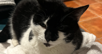 agathe pet sitter à COLOMBES 92700_2