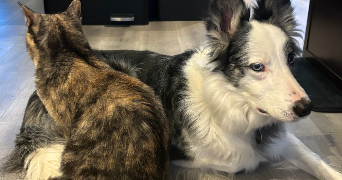 déborah pet sitter à BETHENIVILLE 51490_1