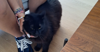 juliette pet sitter à FONTENAY SOUS BOIS 94120_2