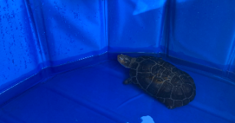 manon pet sitter à BURBURE 62151_1