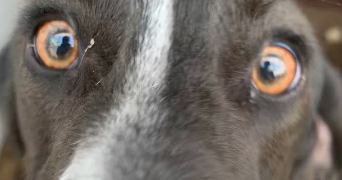 tasnim pet sitter à Marmande 47200_7