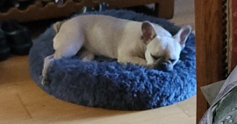 cassandra pet sitter à BAZICOURT 60700_9