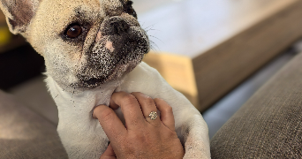 lisa pet sitter à Camblanes et Meynac 33360_7