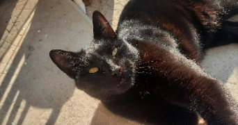alice pet sitter à RILLIEUX LA PAPE 69140_2
