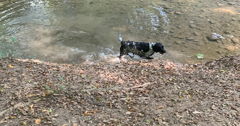 eulalie pet sitter à MULHOUSE 68100_5