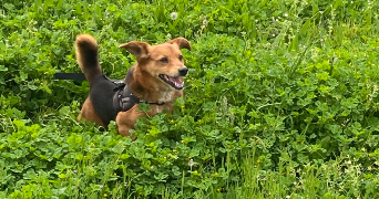 daniela pet sitter à NEUILLY PLAISANCE 93360_2