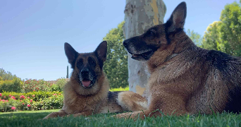 laura pet sitter à ORGON 13660_5