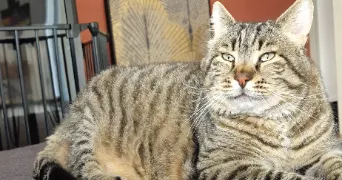 lydie pet sitter à AUDRUICQ 62370