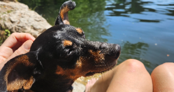 aurélie pet sitter à Nuzéjouls 46150_13
