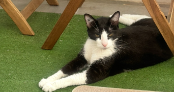 sabrina pet sitter à LATTES 34970_1