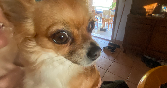 josé pet sitter à ST JEAN DE VEDAS 34430_2