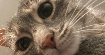 clémence pet sitter à ROSNY SOUS BOIS 93110_0