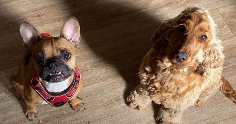 estelle pet sitter à BUCHELAY 78200_6