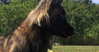 capucine pet sitter à AMIENS 80000_3