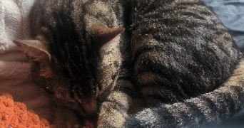 alizé pet sitter à HOUILLES 78800_1