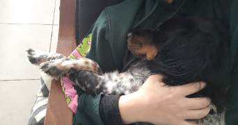 appolline pet sitter à TARGON 33760_3