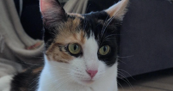 léonie pet sitter à LYON 08 69008_3