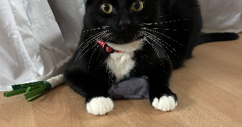 ilona pet sitter à GAUCIEL 27930_9