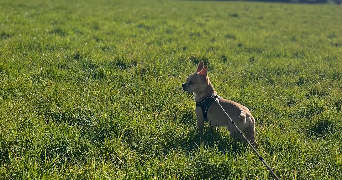morgane pet sitter à IGNY 91430_3