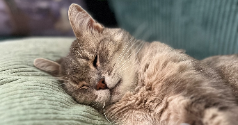 valerie pet sitter à CHALONVILLARS 70400_1