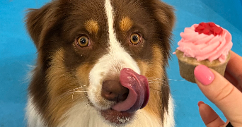 camille pet sitter à HOUILLES 78800_2