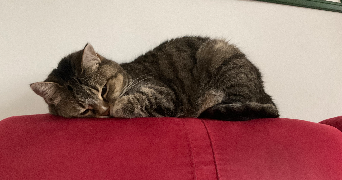 amandine cat sitter à NANCY 54000_3