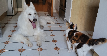 pauline pet sitter à ST SEBASTIEN SUR LOIRE 44230_5
