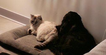 aline pet sitter à ST MATHURIN 85150_2