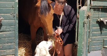 phoenicia pet sitter à LAMORLAYE 60260_1