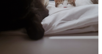 adeline pet sitter à BEAUMOTTE AUBERTANS 70190_1