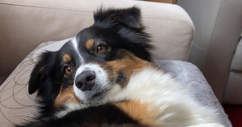 elena pet sitter à ANNECY 74000_5