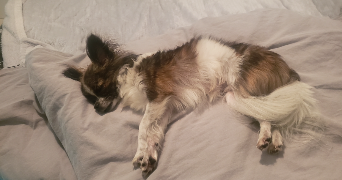 oriane pet sitter à ANGERS 49000_5